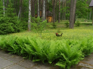 Poilsiaviete Nemunas